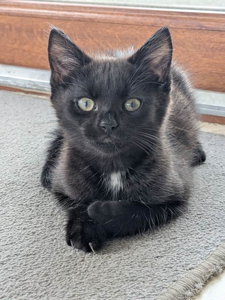 😻 Adorable female kitten for sale 😻***SOLD***