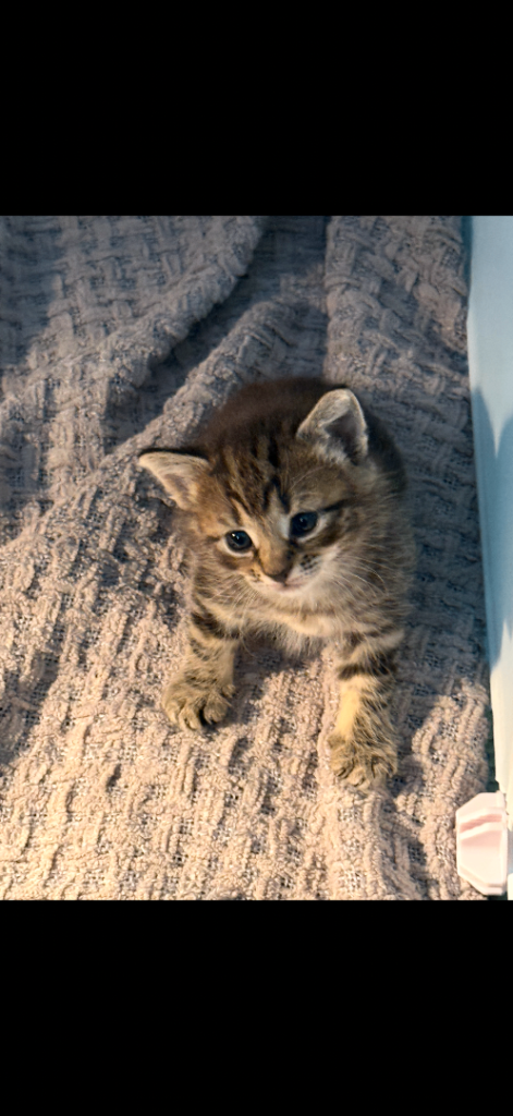 Gorgeous playful kittens 