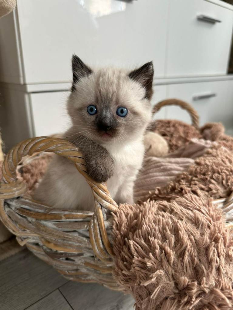 Ragdoll X kittens