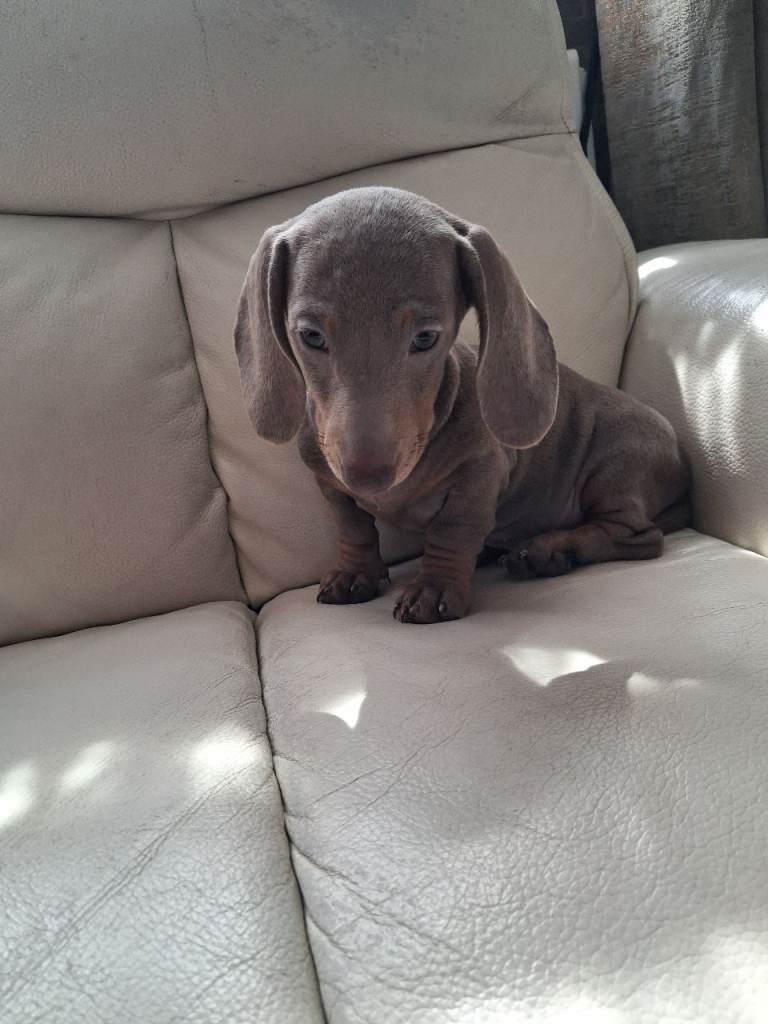 Last 2 female daschunds 