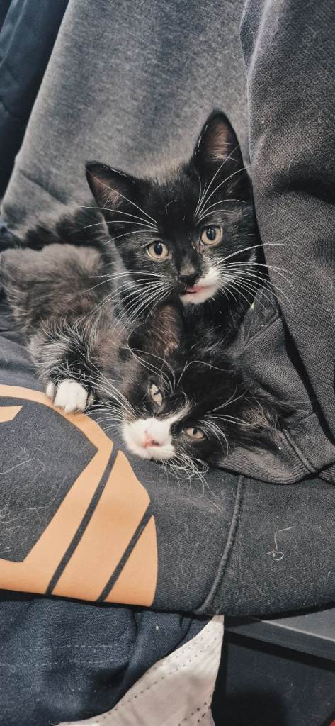 2 Gorgeous Ragdoll Cross Kittens For Sale... Ready to Leave Now!