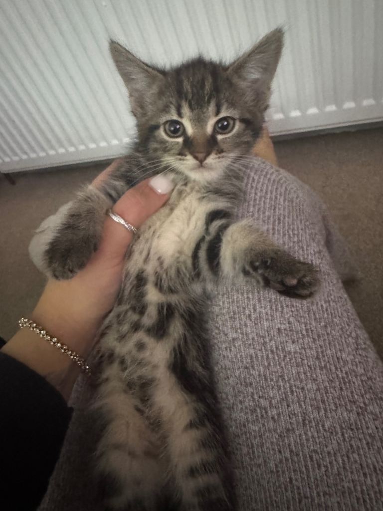 2 female half maincoon kittens 