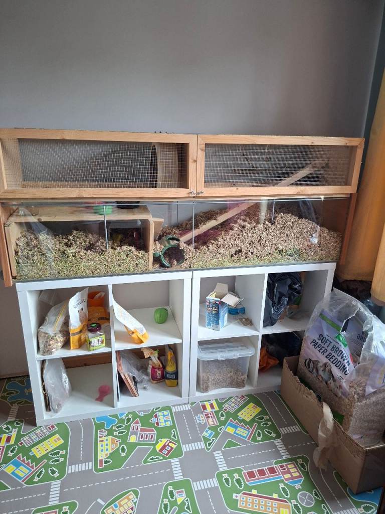 4x 1yr old gerbil sisters, gerbilarium and extras.