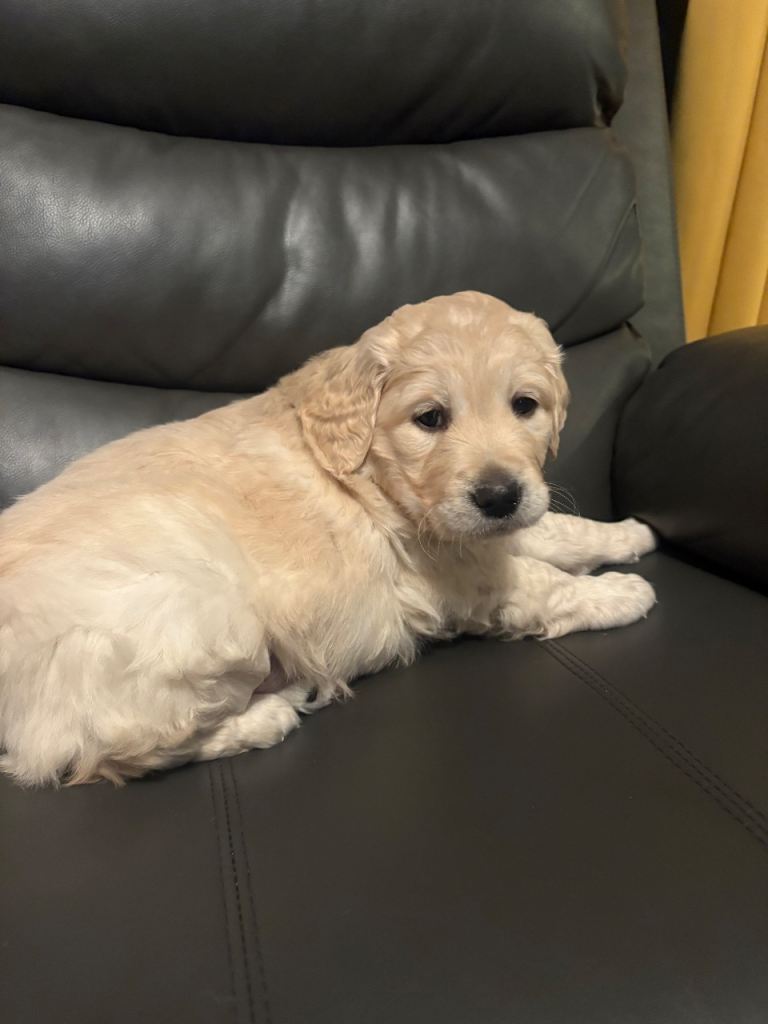 Golden Retriever Pups 10 weeks old last 2 boys 