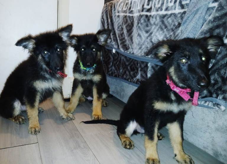 Beautiful fluffy kc reg german shepherd puppies 