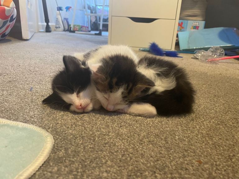 3 beautiful kittens 2xb 1xg