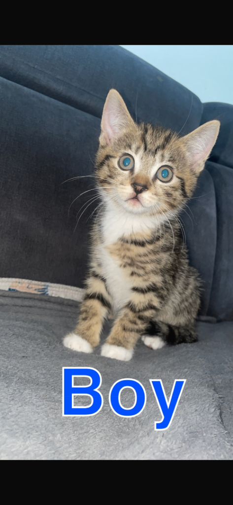 Beautiful BSH & Turkish Angora Kittens 