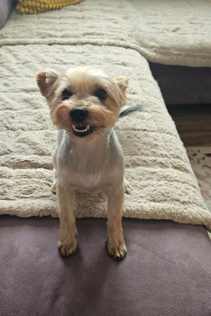 Yorkshire terrier 