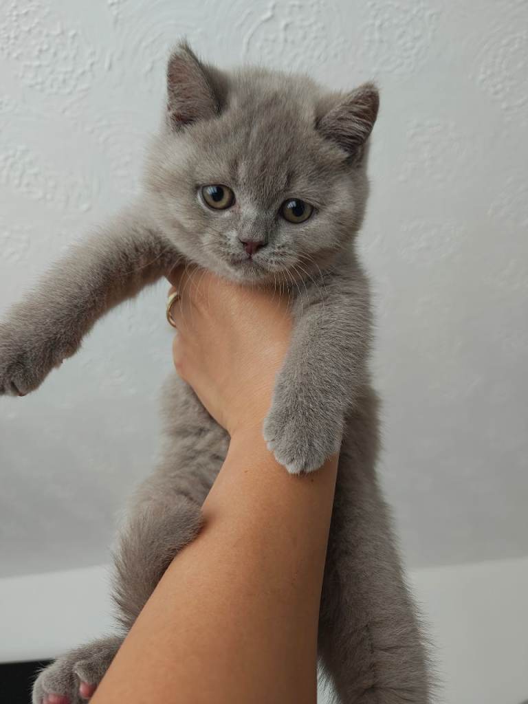  🐾 Ready to leave now - Last 2 Girls British Shorthair lilac  