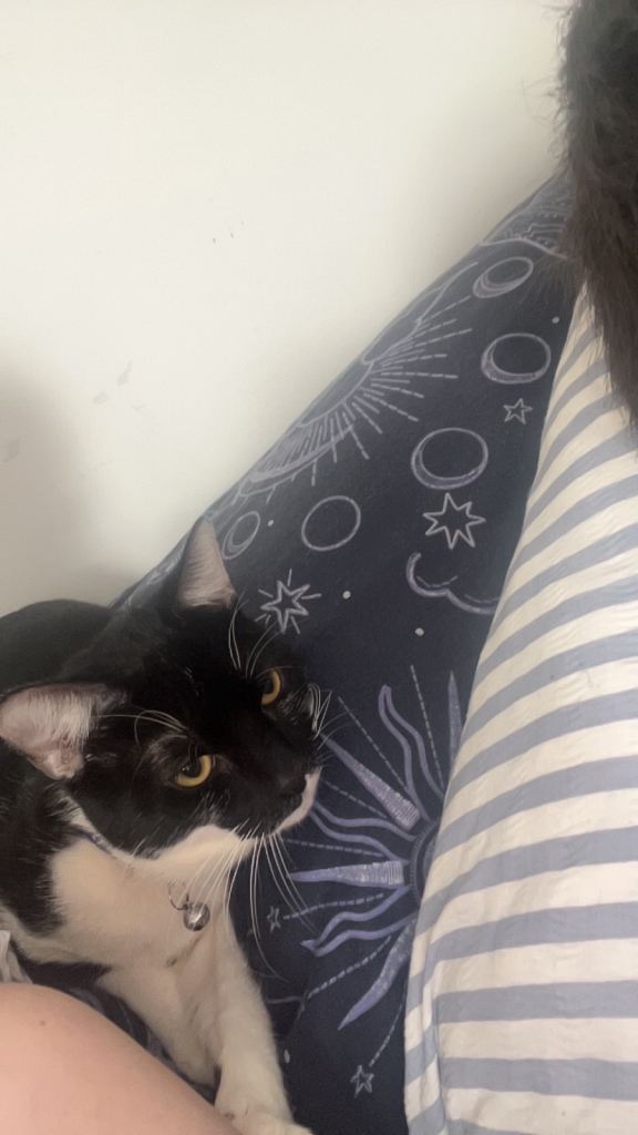 This is Archie he needs a more understanding parent 