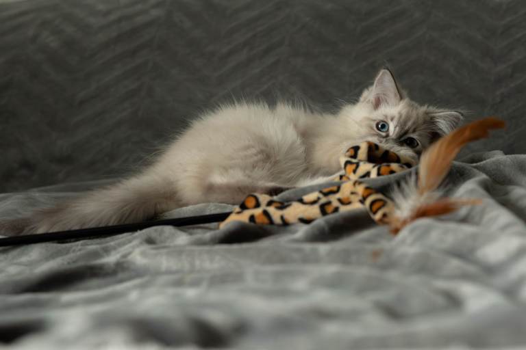 Pure Pedigree Ragdoll Kitten – Female – Blue Tabby Point – GCCF Registered