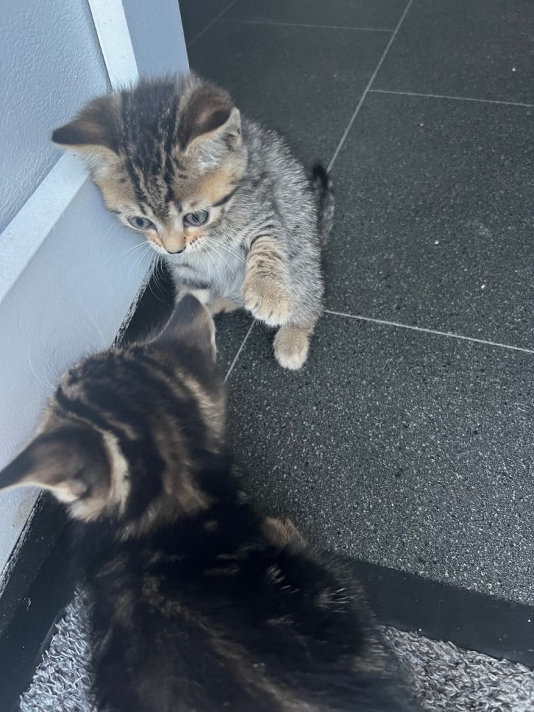 Love cat 