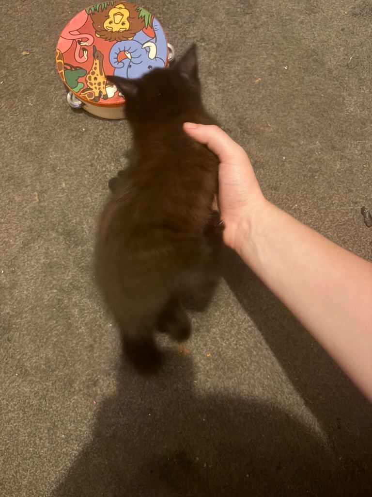 Chocolate kitten