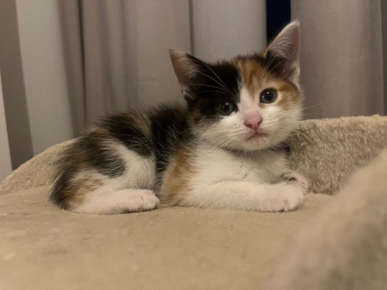 8 kittens looking for their forever homes