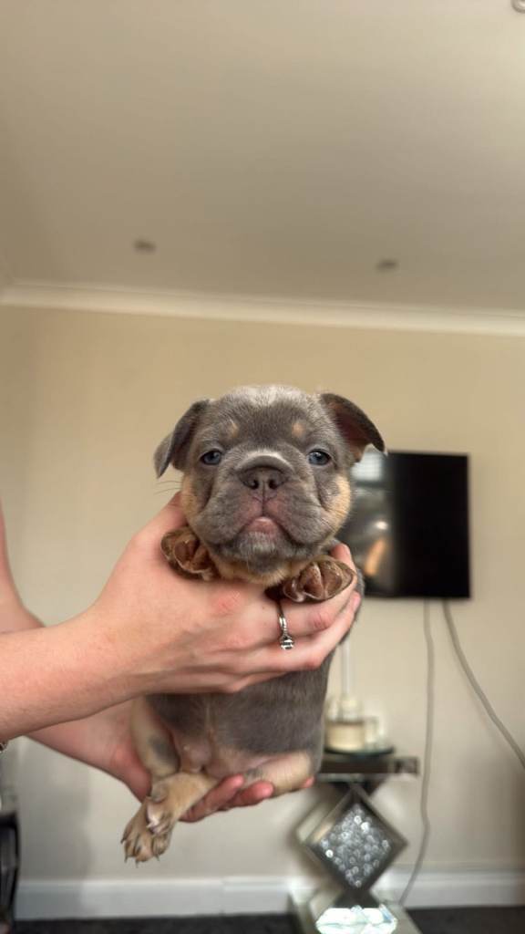 *ALL RESERVED* DWKC Reg French Bulldogs