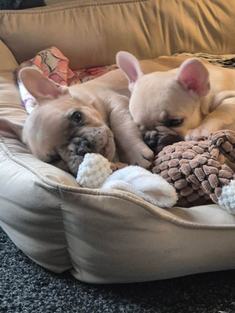 French Bulldog Puppies 