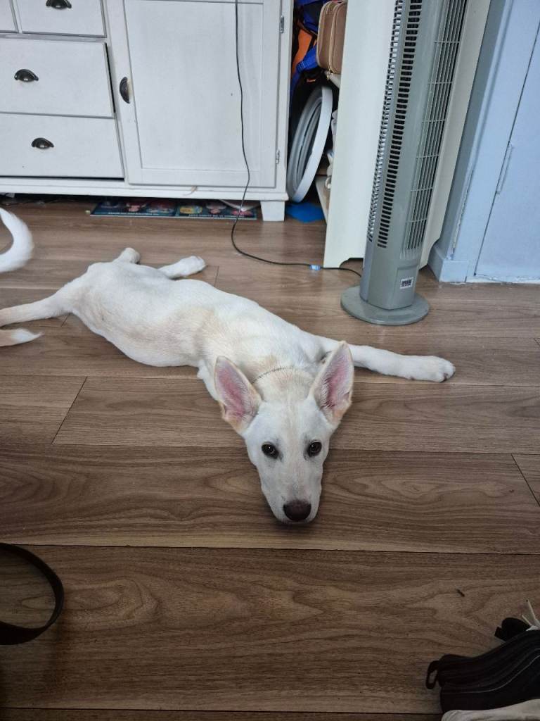 6 month old male Alasation cross American Akita 