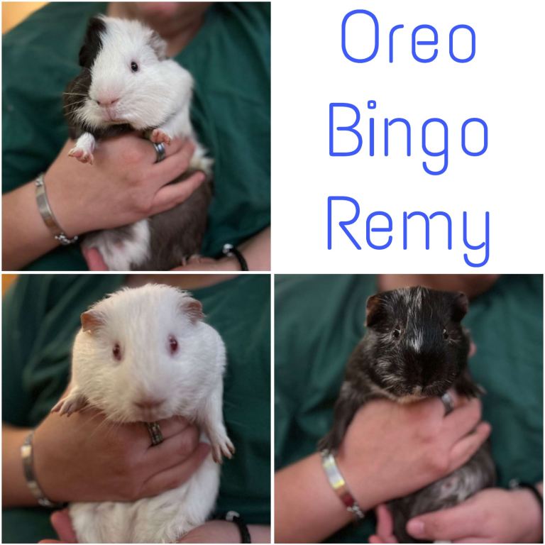 Trio of Male Guinea Pigs & Full Set Up