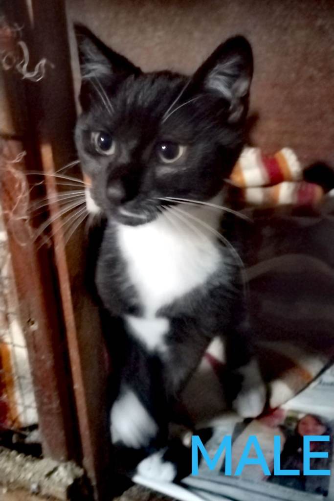 Last Adorable kitten looking for his loving home 