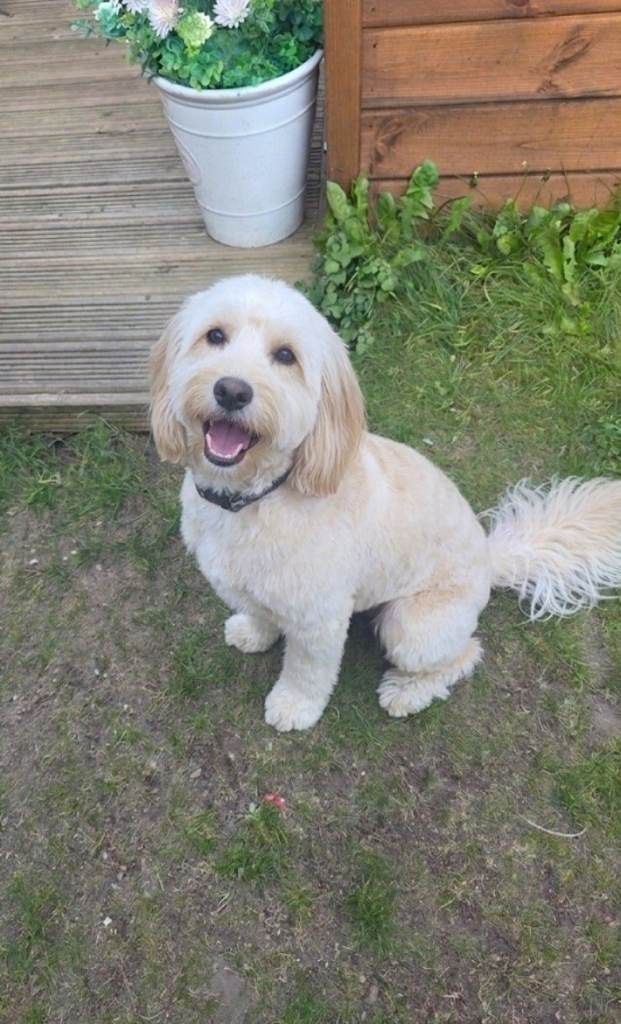 11 month old cockerpoo rehoming 