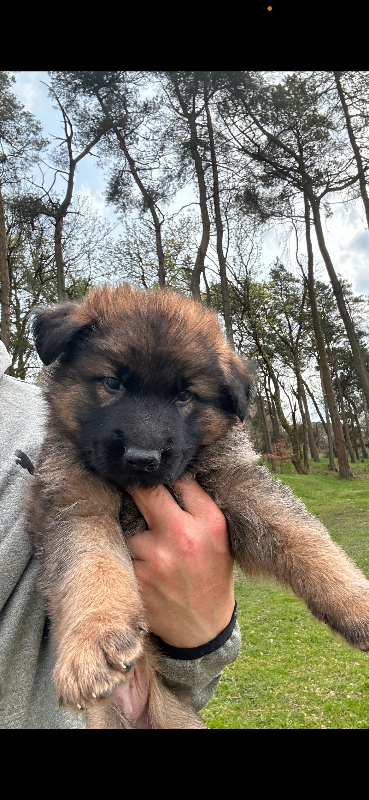 German shepherd pups