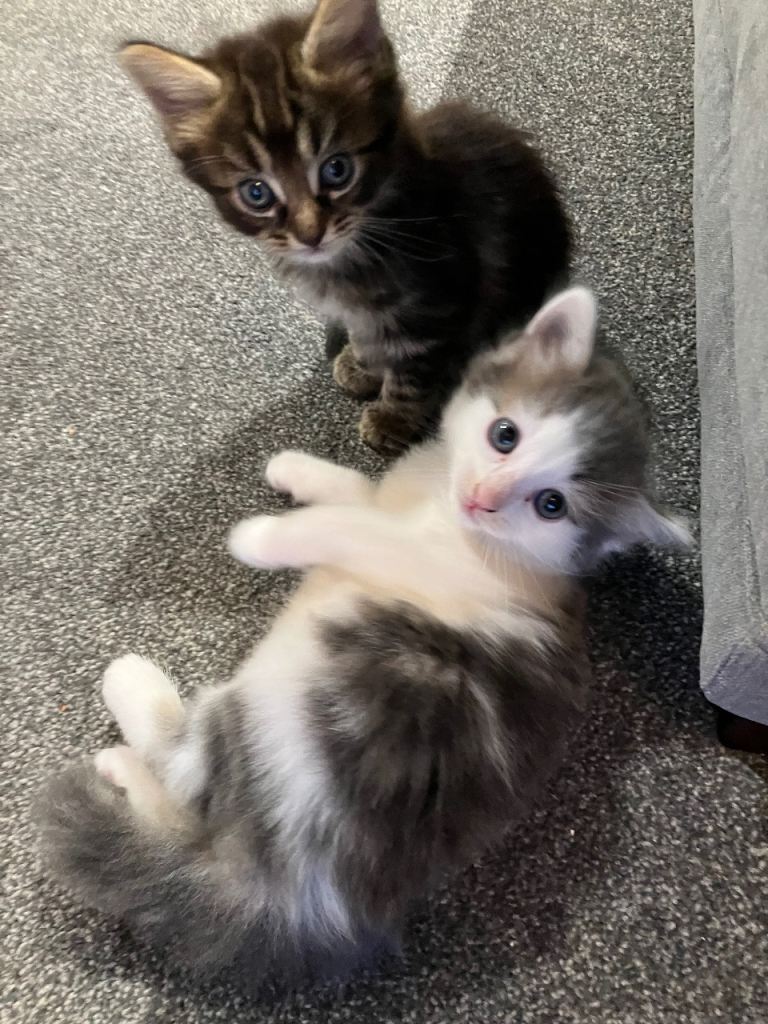 Kittens