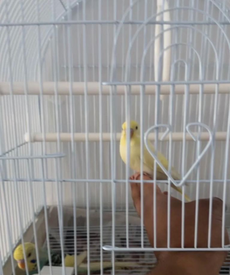 Beautiful baby budgies pair with cage