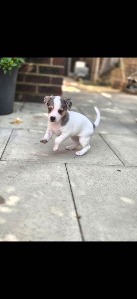 Jack russel girl