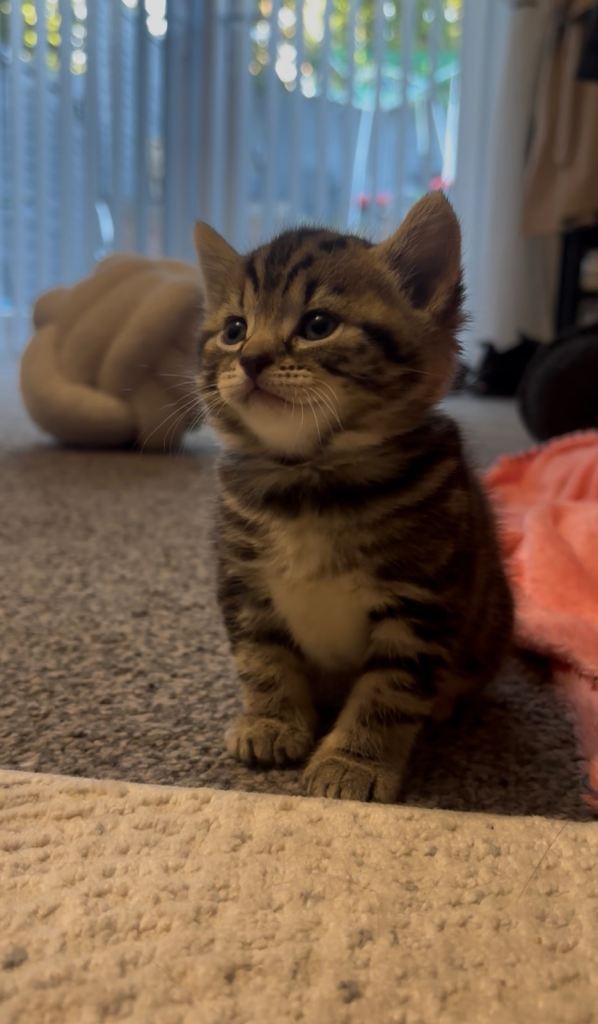 Female Tabby “Penny” ready NOW 💜