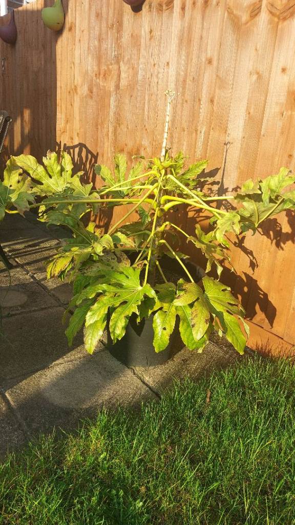 Large Fatsia Garden Plant
