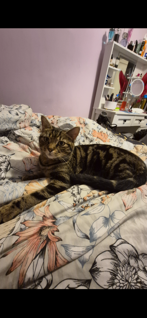 Female cat need rehome
