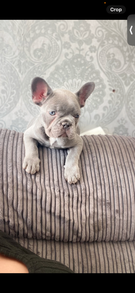 French bull dog puppies 