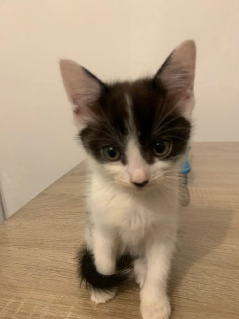 Kitten looking for new home