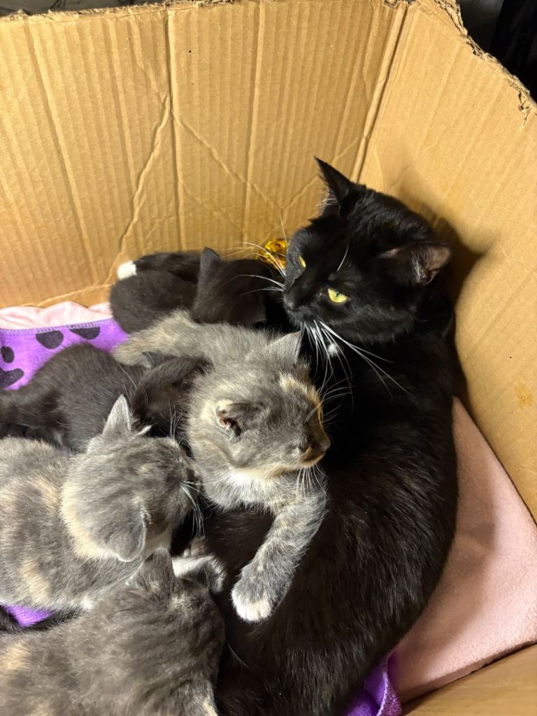 Male half Persian kitten 9 weeks Old ready now 