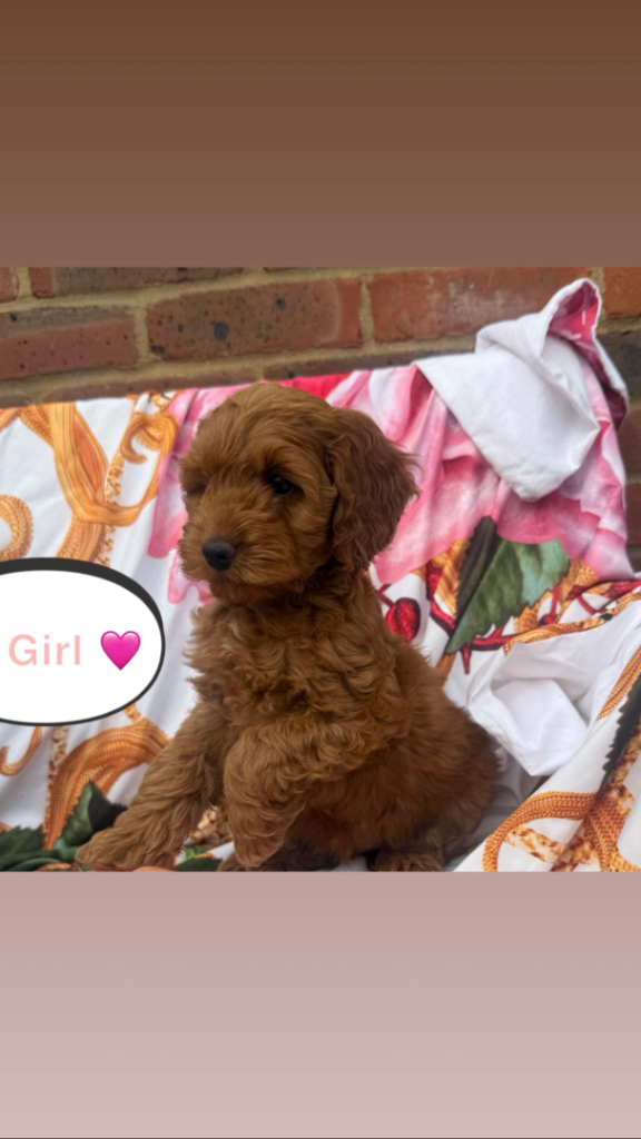 Cockerpoo puppies for sale 