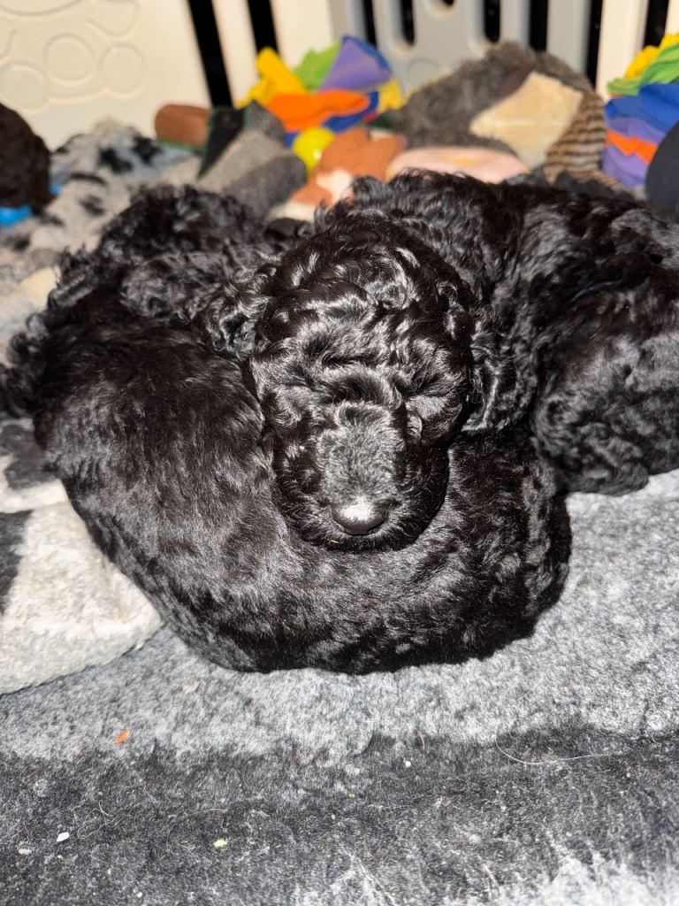 Standard poodle puppies 