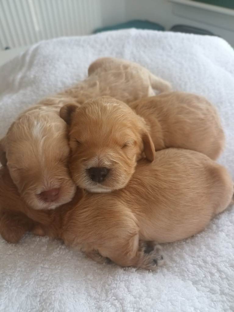 F1 cockapoo puppies for sale 