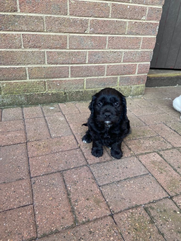 Cockapoo/springer 