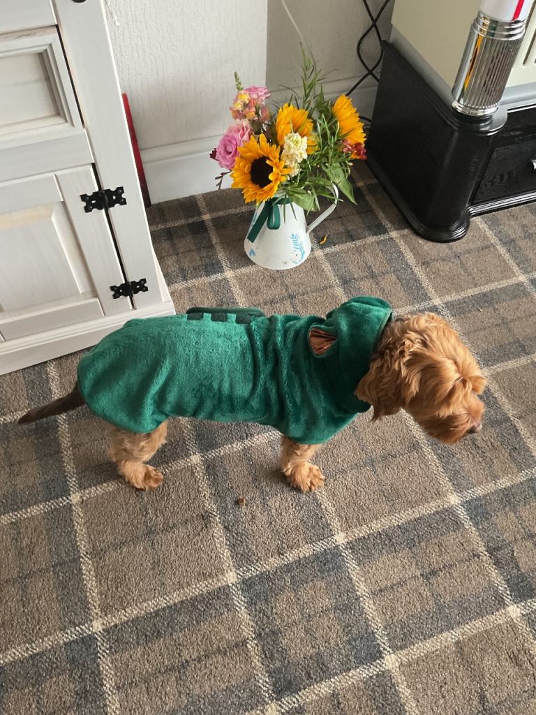 Dog house coat for sale 