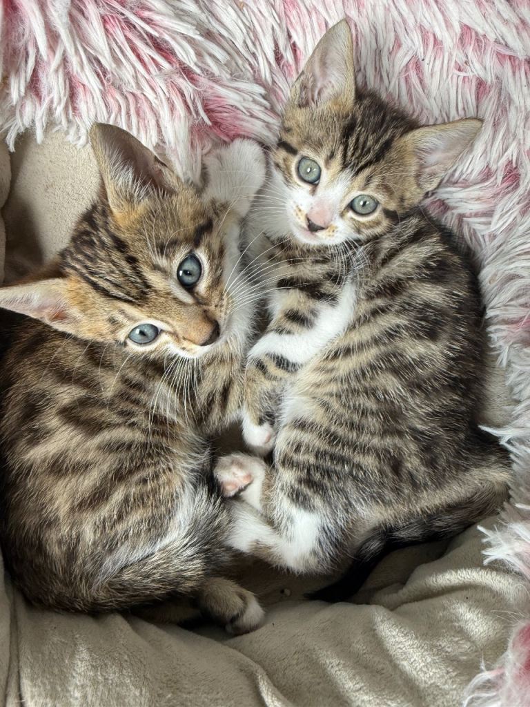 Bengal x Turkish Angora kittens 