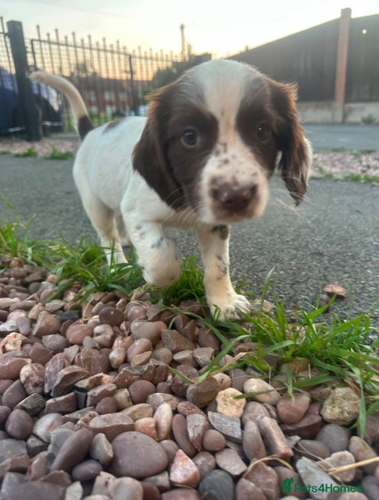 Female Cocker Spaniel 