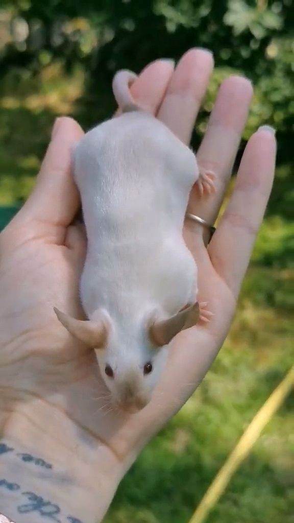 Large lot of Fancy mice 
