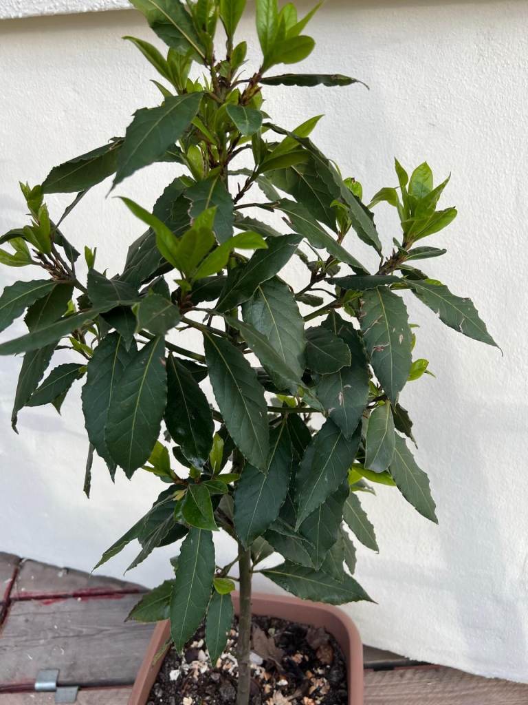 Bay Leaf tree plant Laurus Nobilis 1.30 metre high, in a big pot.