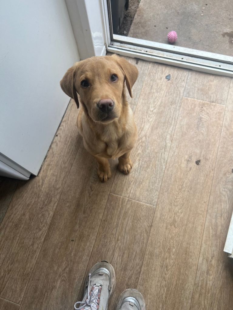 Labrador Puppy