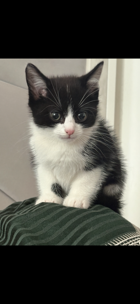 Beautiful kitten! Very friendly and affectionate 