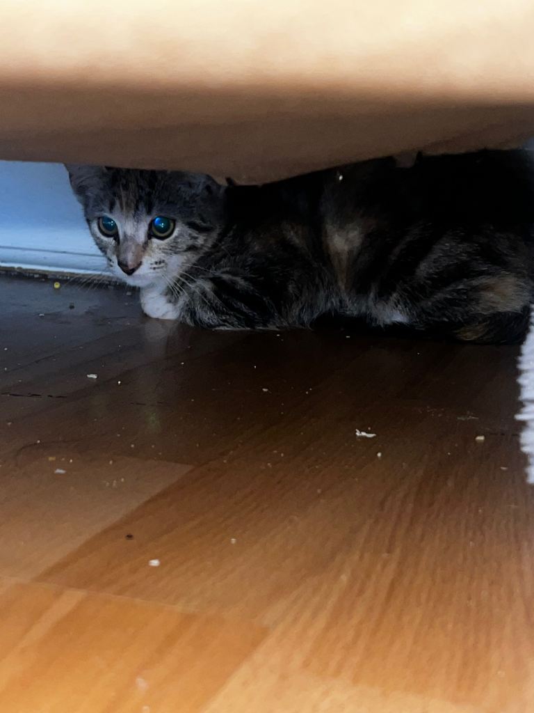 Cat for sale 