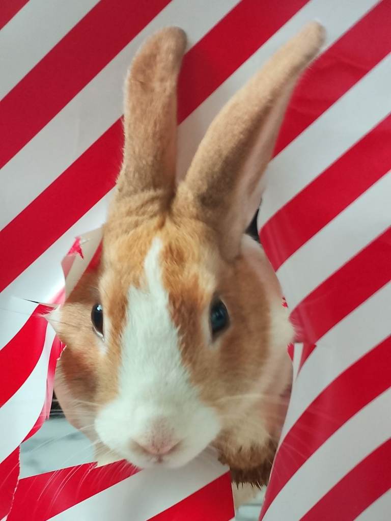 Dutch Rabbits - 1 Boy, 1 Girlleft. 