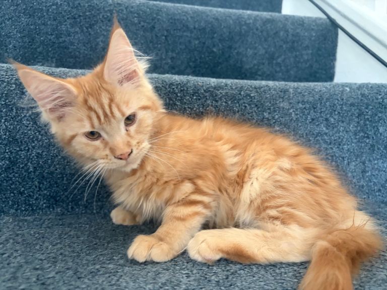 GCCF Registered Mainecoons 1 girl 1 boy