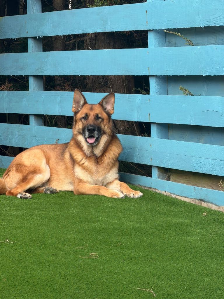 Loving Home Needed for Neutered German Shepherd Due to Family Circumstances” in Paisley