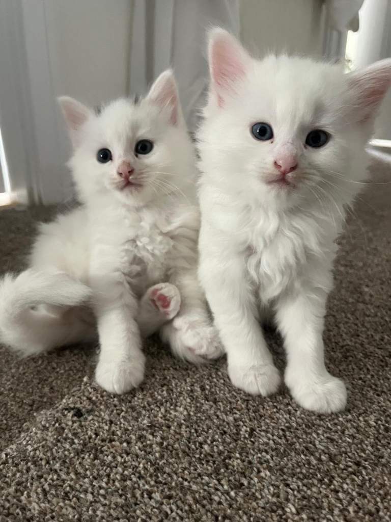 🐾 Three adorable kittens looking for their forever homes! 